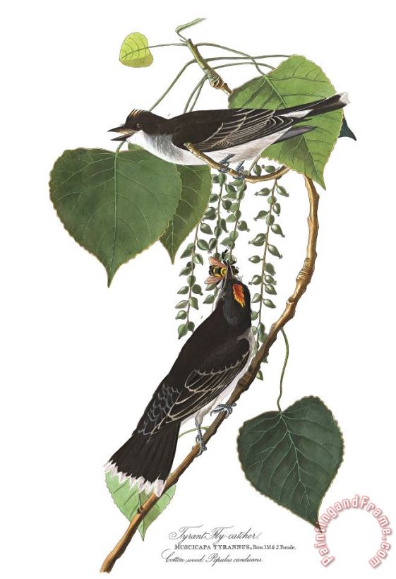John James Audubon Tyrant Fly Catcher Art Painting