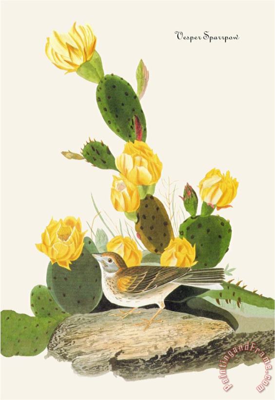 John James Audubon Vesper Sparrow Art Painting