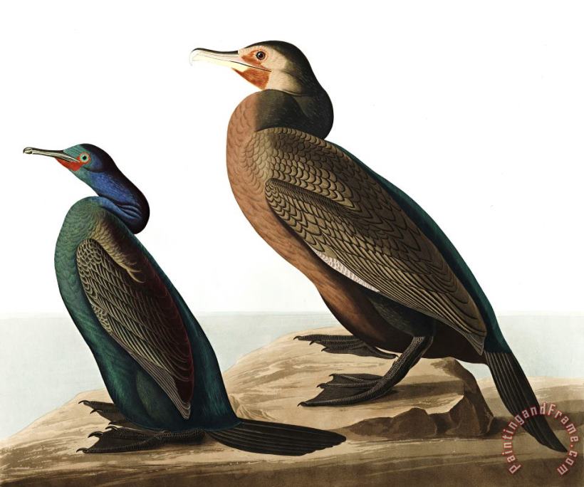 John James Audubon Violet Green Cormorant, Or Townsend's Cormorant Art Print