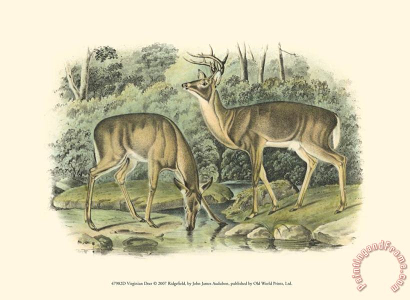 Virginian Deer painting - John James Audubon Virginian Deer Art Print