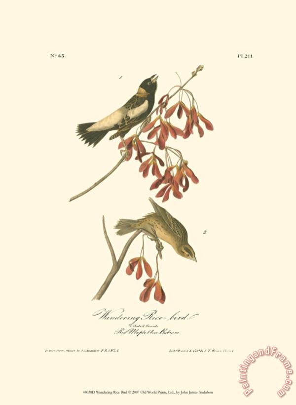 John James Audubon Wandering Rice Bird Art Print