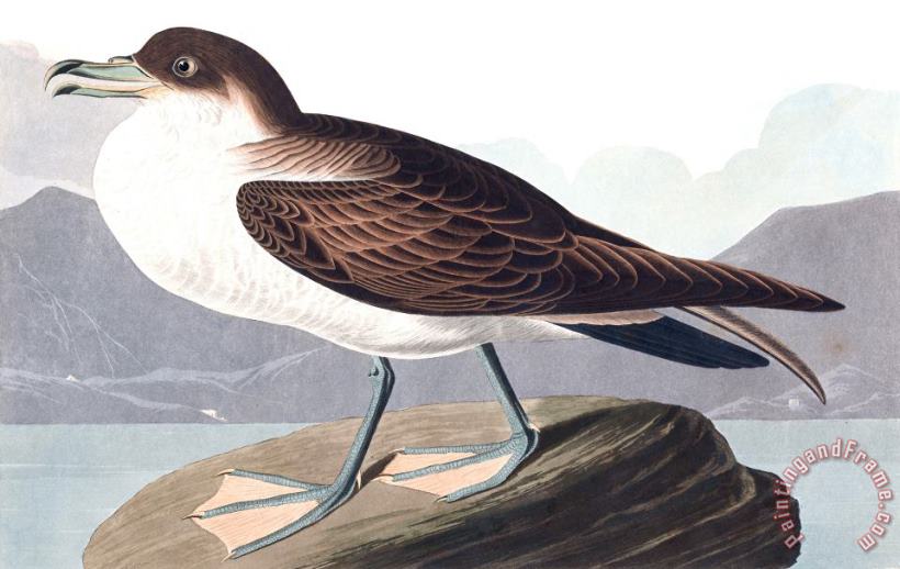 Wandering Shearwater painting - John James Audubon Wandering Shearwater Art Print