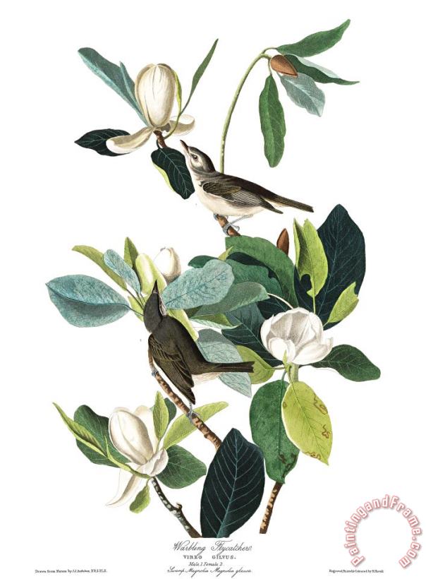 Warbling Flycatcher painting - John James Audubon Warbling Flycatcher Art Print
