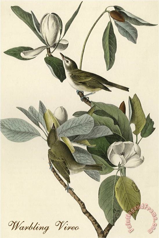 John James Audubon Warbling Vireo Art Painting