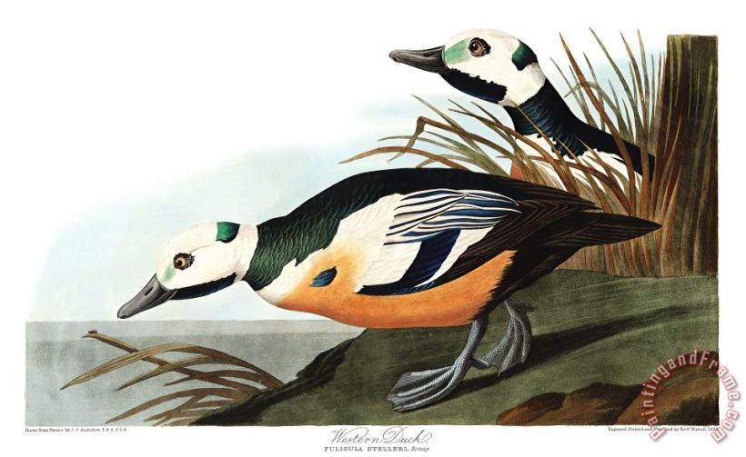 John James Audubon Western Duck Art Painting