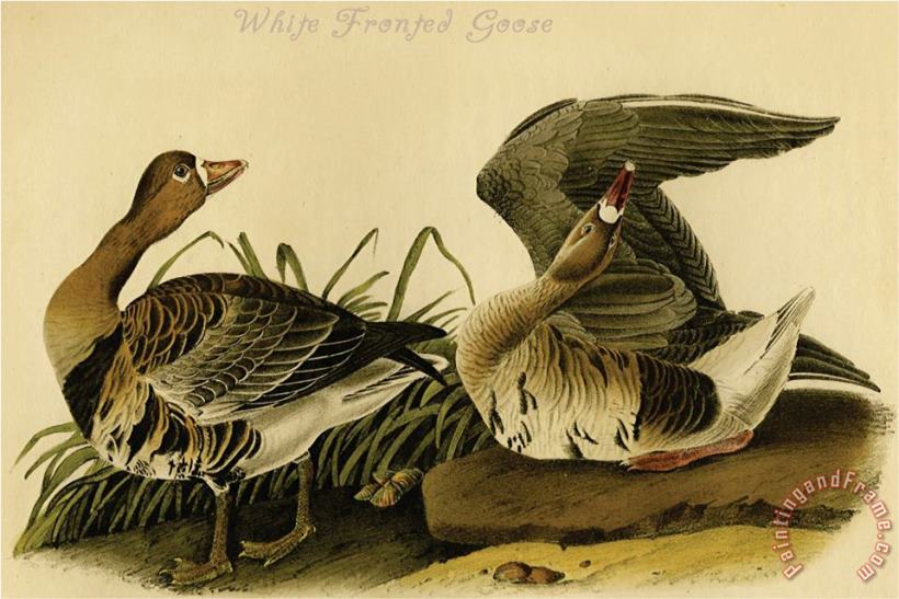 John James Audubon White Fronted Goose Art Painting