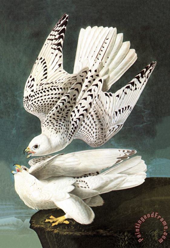 John James Audubon White Gyrfalcon Art Painting