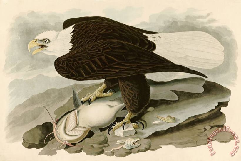 White Headed Eagle painting - John James Audubon White Headed Eagle Art Print