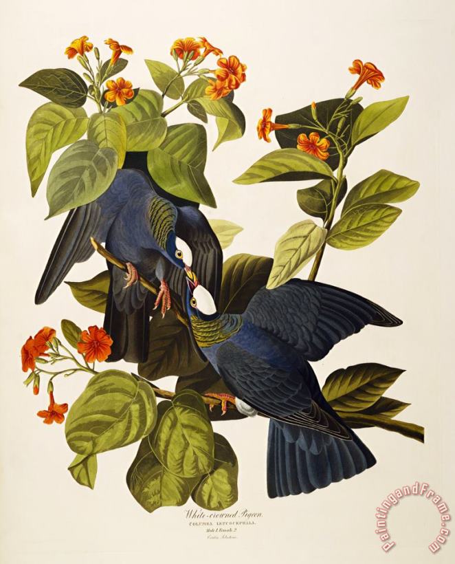John James Audubon White Headed Pigeon Columba Leucocephala Plate Clxxvii From The Birds of America Art Painting
