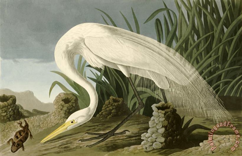 White Heron painting - John James Audubon White Heron Art Print