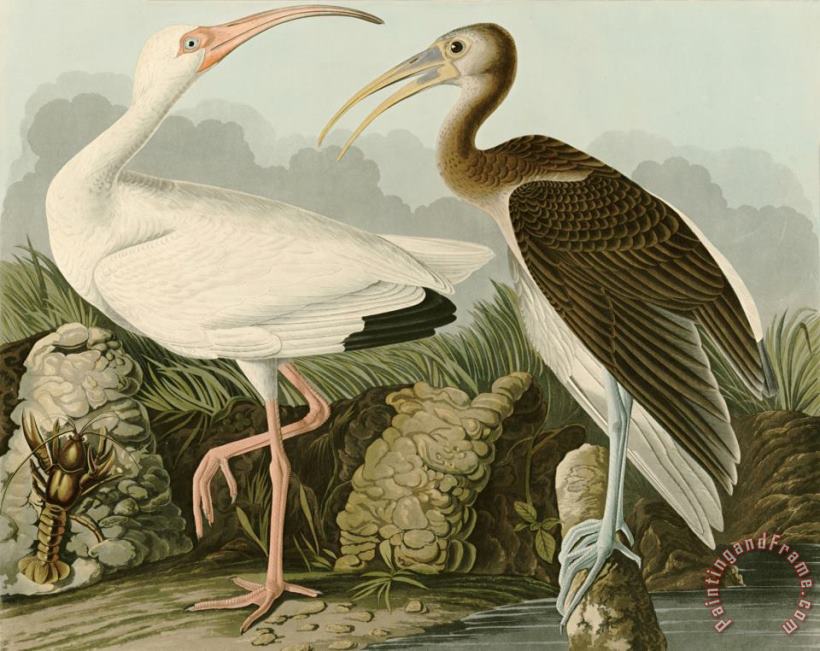 White Ibis painting - John James Audubon White Ibis Art Print