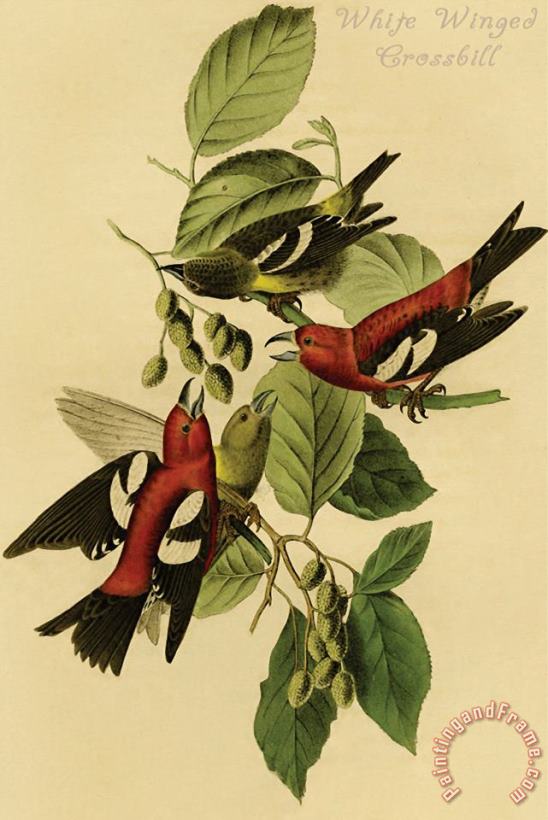 John James Audubon White Winged Crossbill Art Painting