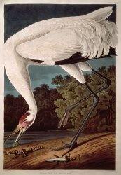 John James Audubon Whooping Crane