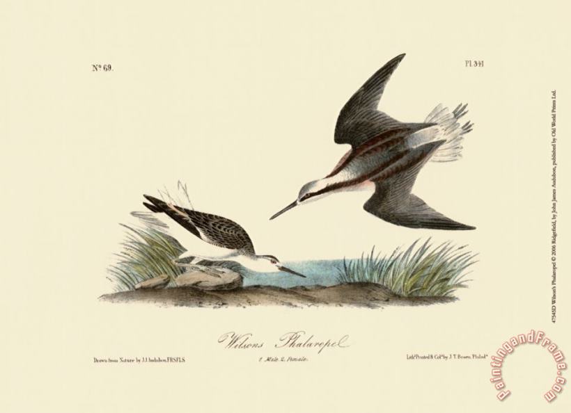 John James Audubon Wilson S Phalaropel Art Painting