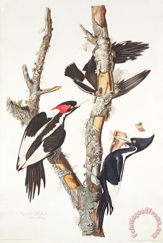 John James Audubon Woodpeckers Art Painting