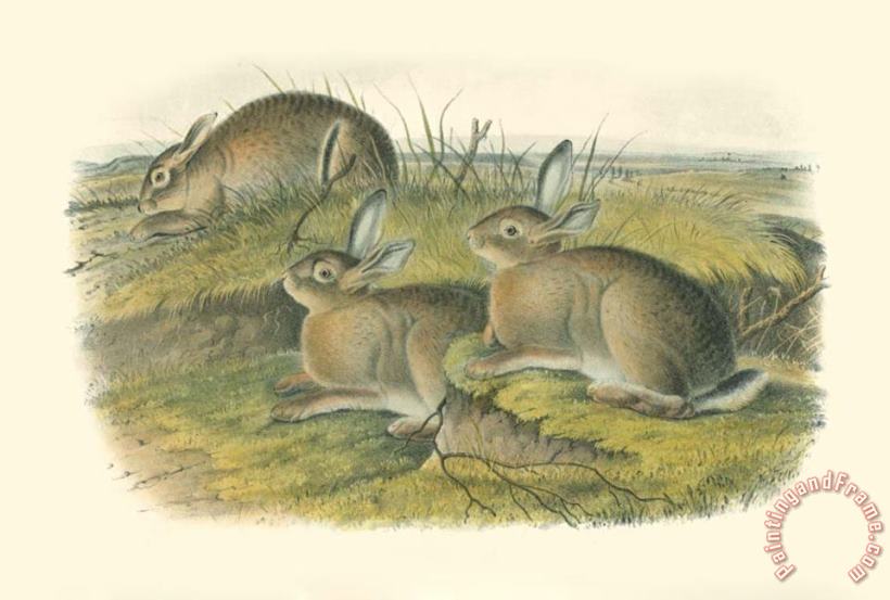 Wormwood Hare painting - John James Audubon Wormwood Hare Art Print