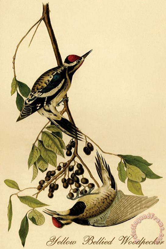 John James Audubon Yellow Bellied Woodpecker Art Painting