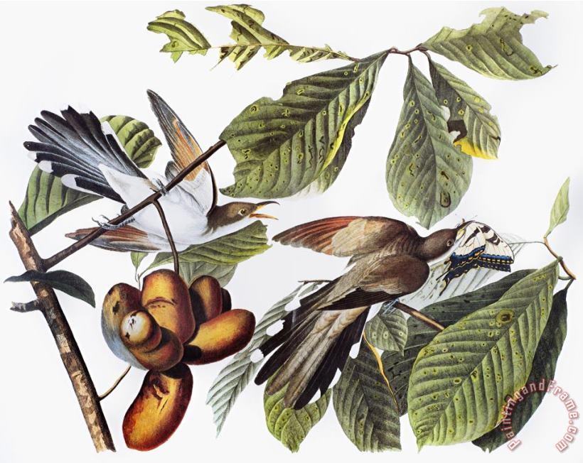 Yellow Billed Cuckoo painting - John James Audubon Yellow Billed Cuckoo Art Print