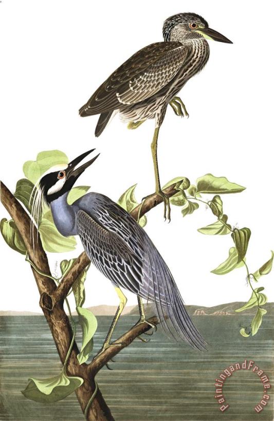 John James Audubon Yellow Crowned Heron Art Painting