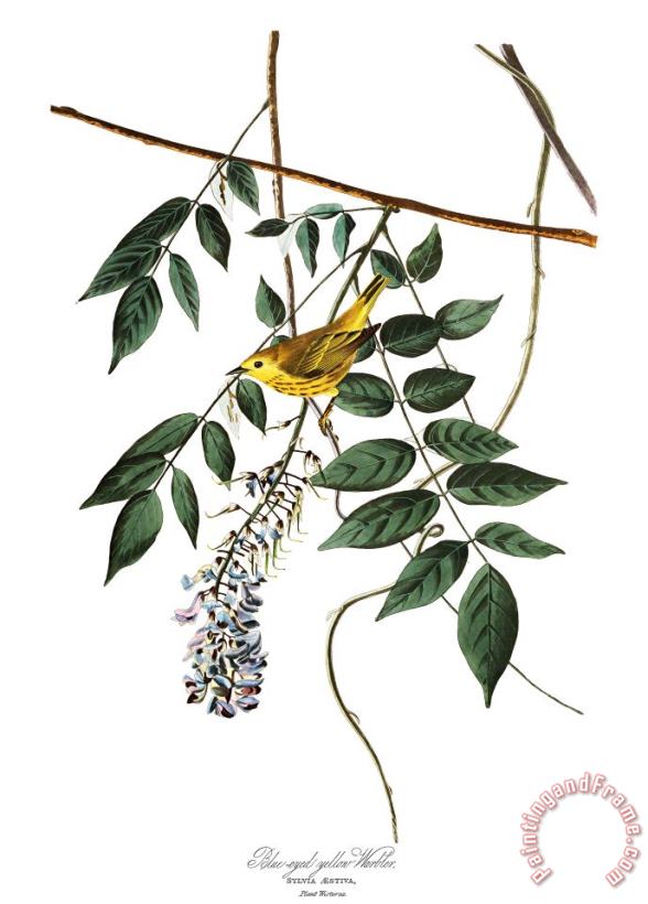 Yellow Poll Warbler painting - John James Audubon Yellow Poll Warbler Art Print