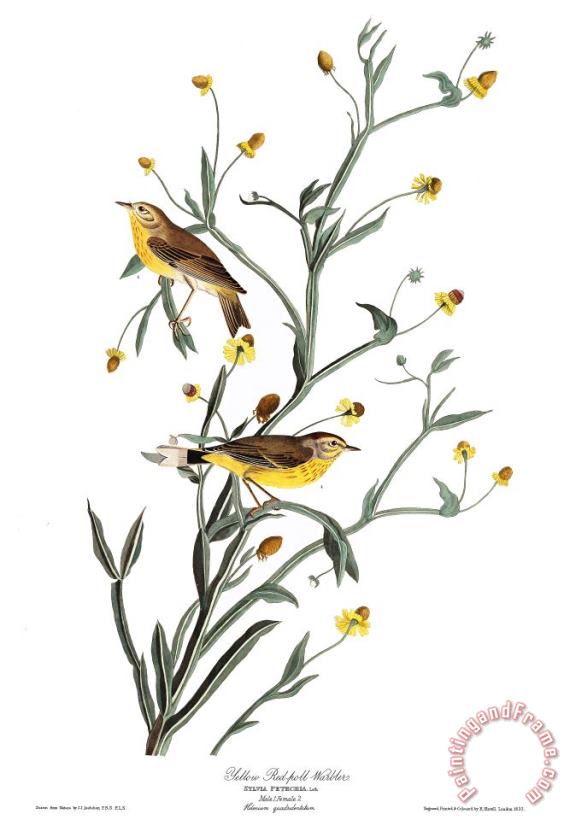 John James Audubon Yellow Red Poll Warbler Art Print