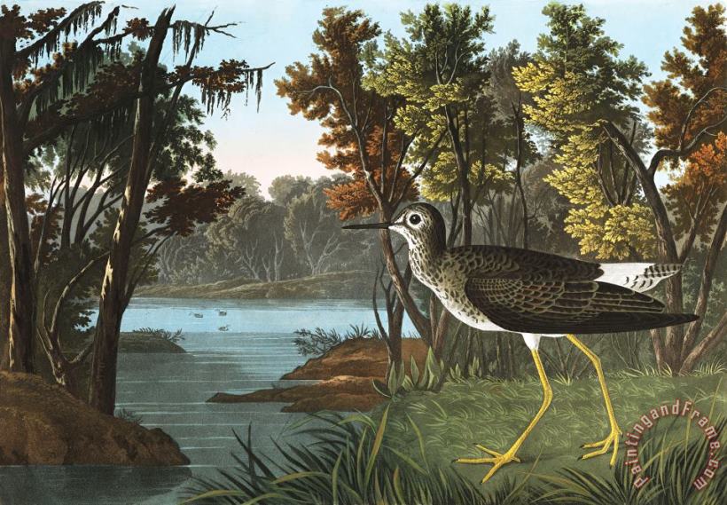 John James Audubon Yellow Shank Art Painting