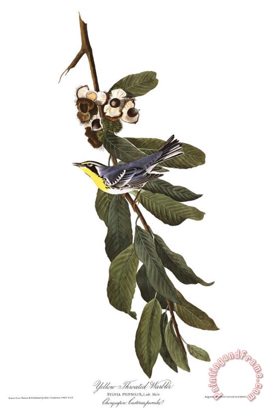 John James Audubon Yellow Throated Warbler Art Painting