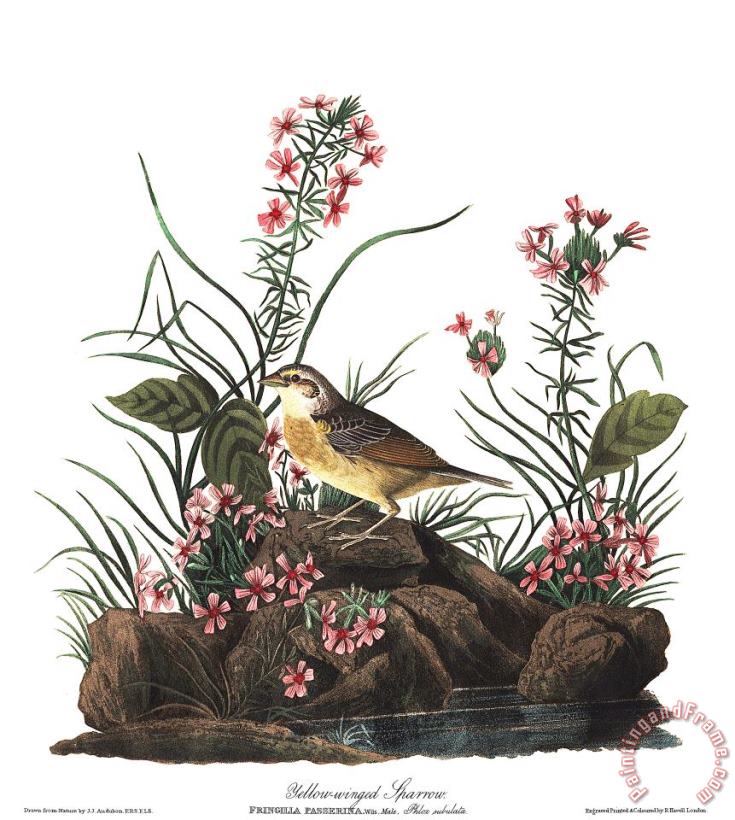 John James Audubon Yellow Winged Sparrow Art Painting