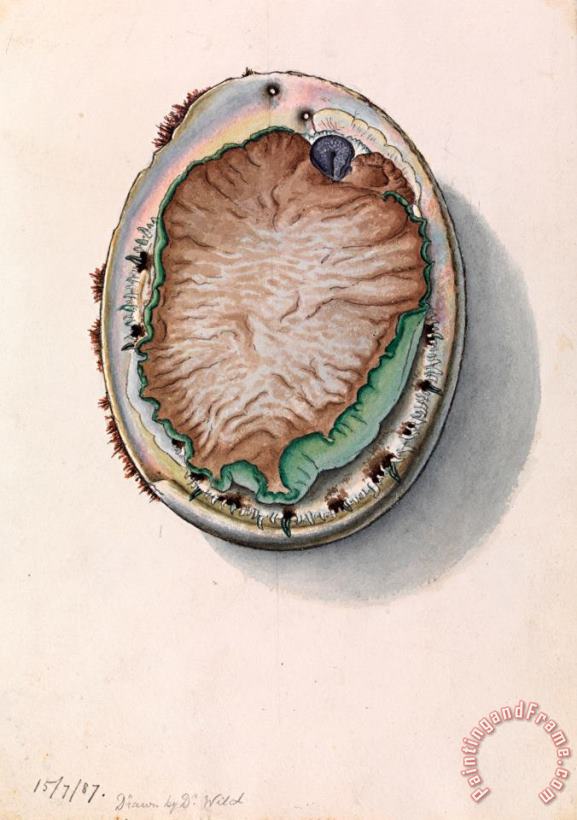 John James Wild Green Lipped Abalone, Haliotis Laevigata Art Print