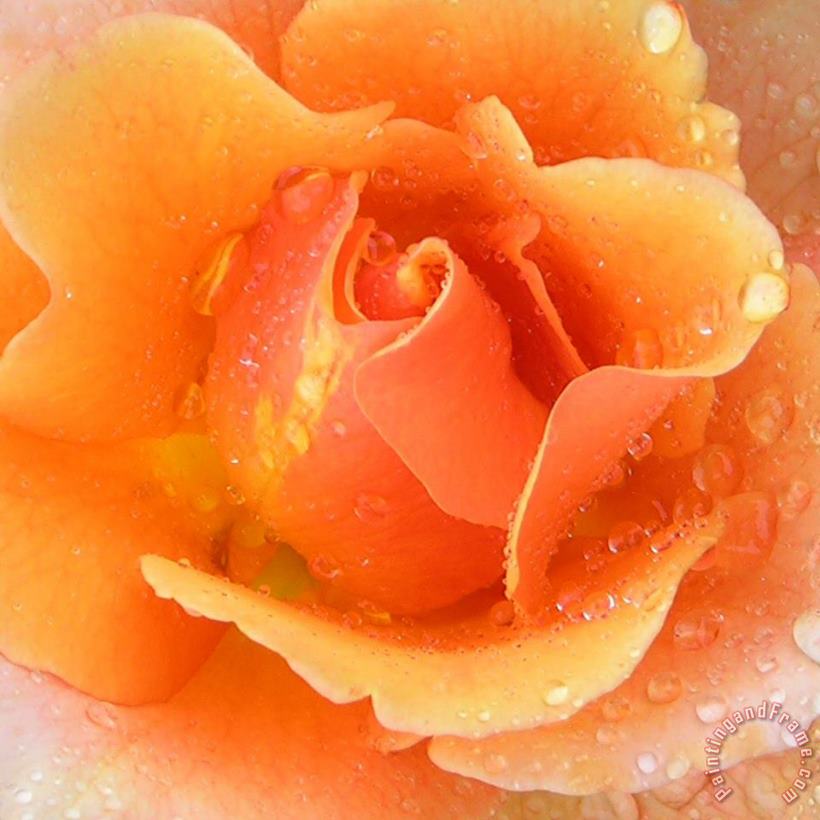 Center of Orange Rose painting - John Lautermilch Center of Orange Rose Art Print