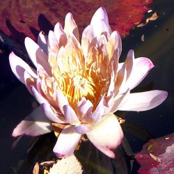 John Lautermilch Pink on Gold