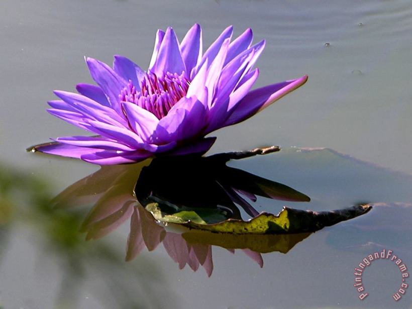 Purple Beauty on the Pond painting - John Lautermilch Purple Beauty on the Pond Art Print