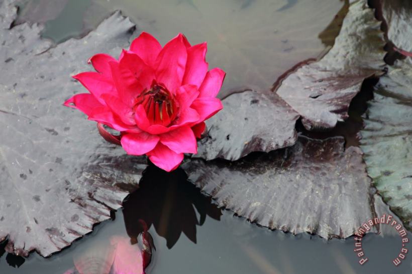 John Lautermilch Red on Gray Water Lily Art Print