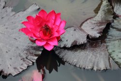 John Lautermilch Red on Gray Water Lily