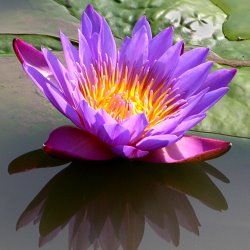 John Lautermilch Sunburst Lily