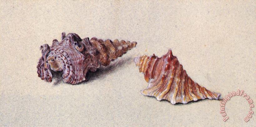 Study of Two Shells painting - John Ruskin Study of Two Shells Art Print