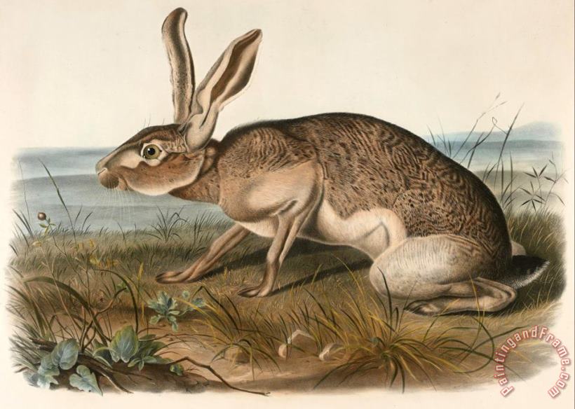 Texian Hare (lepus Texianus) painting - John Woodhouse Audubon Texian Hare (lepus Texianus) Art Print