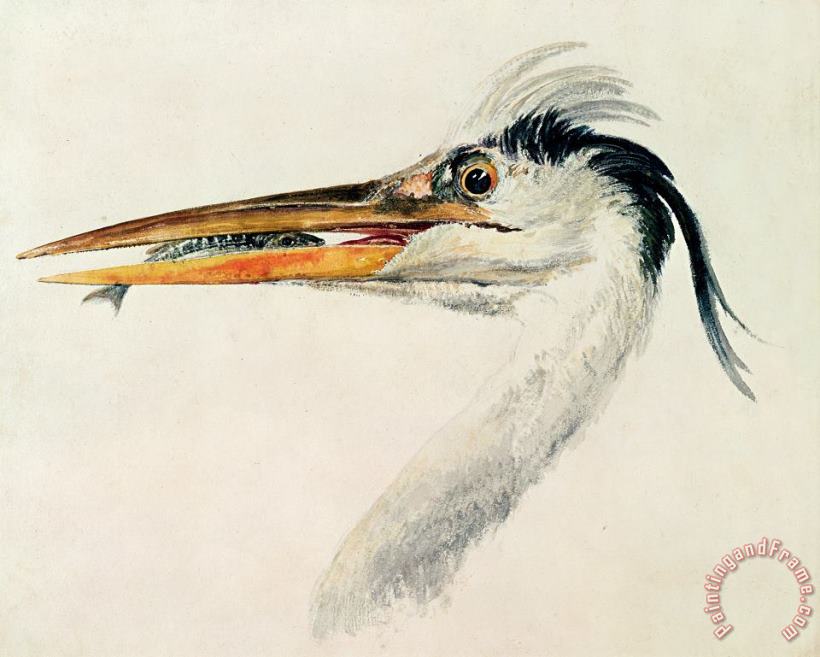 Heron with a Fish painting - Joseph Mallord William Turner Heron with a Fish Art Print