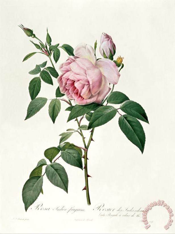 Joseph Pierre Redoute Rosa chinensis and Rosa gigantea Art Painting