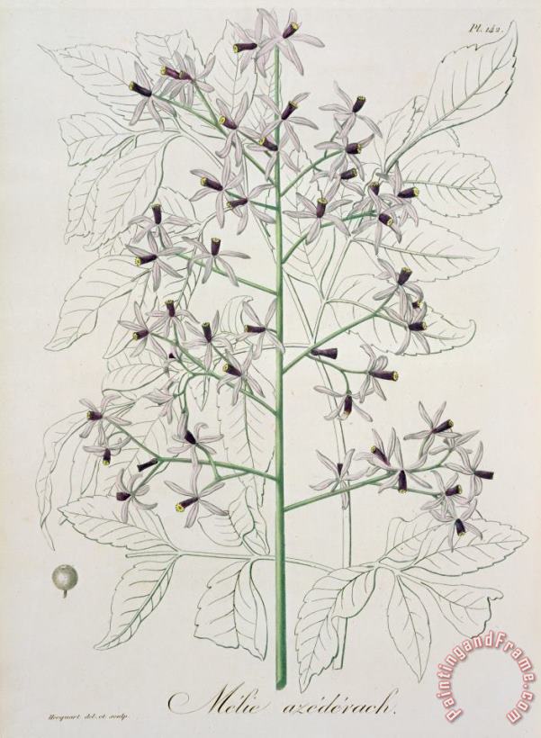 L F J Hoquart Melia Azedarach From 'phytographie Medicale' By Joseph Roques Art Print