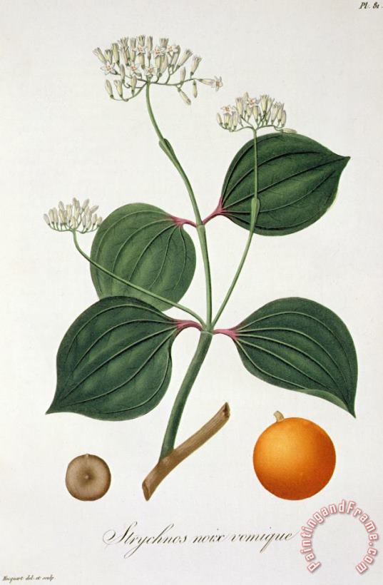 L F J Hoquart Strychnos Nux Vomica From 'phytographie Medicale' By Joseph Roques Art Print