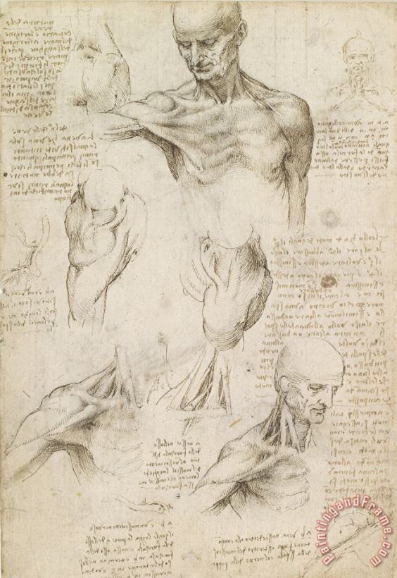 Leonardo da Vinci Anatomical Drawing Of Shoulder And Neck Art Print