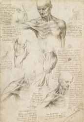 Leonardo da Vinci Anatomical Drawing Of Shoulder And Neck