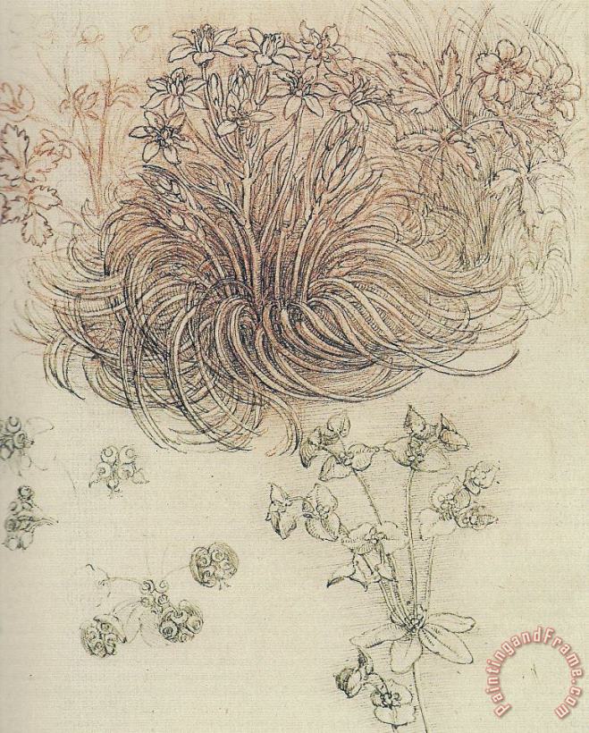 Botanical Study painting - Leonardo da Vinci Botanical Study Art Print