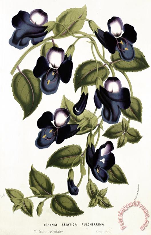 Torenia Asiatica pulcherrima painting - Louis van Houtte Torenia Asiatica pulcherrima Art Print