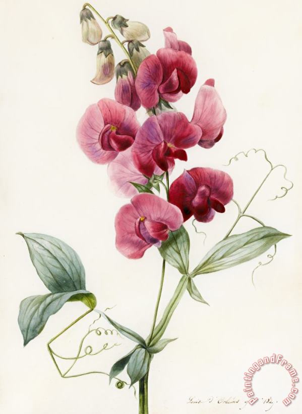 Louise D Orleans Lathyrus Latifolius Everlasting Pea Art Print