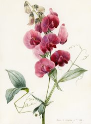 Louise D Orleans Lathyrus Latifolius Everlasting Pea