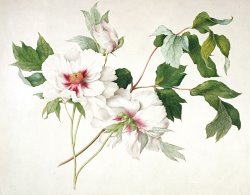 Lucy Cust Japanese Tree Peony