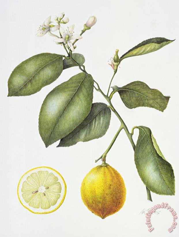 Citrus Bergamot painting - Margaret Ann Eden Citrus Bergamot Art Print