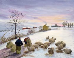 Margaret Loxton Feeding sheep in winter